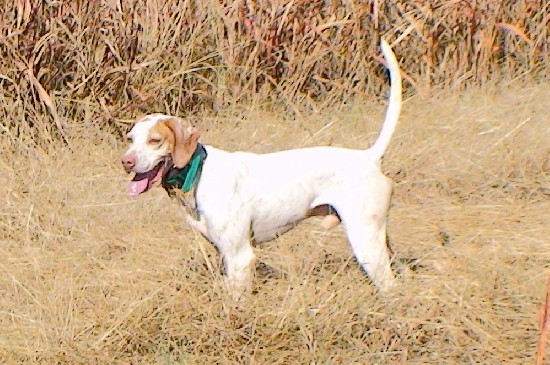 HANK